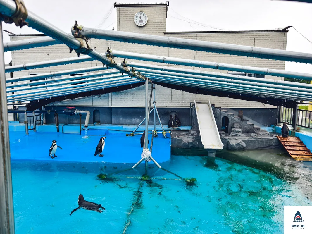 室蘭水族館,北海道水族館,室蘭水族館門票,室蘭水族館企鵝,室蘭水族館海豹 @鯊魚大口咬