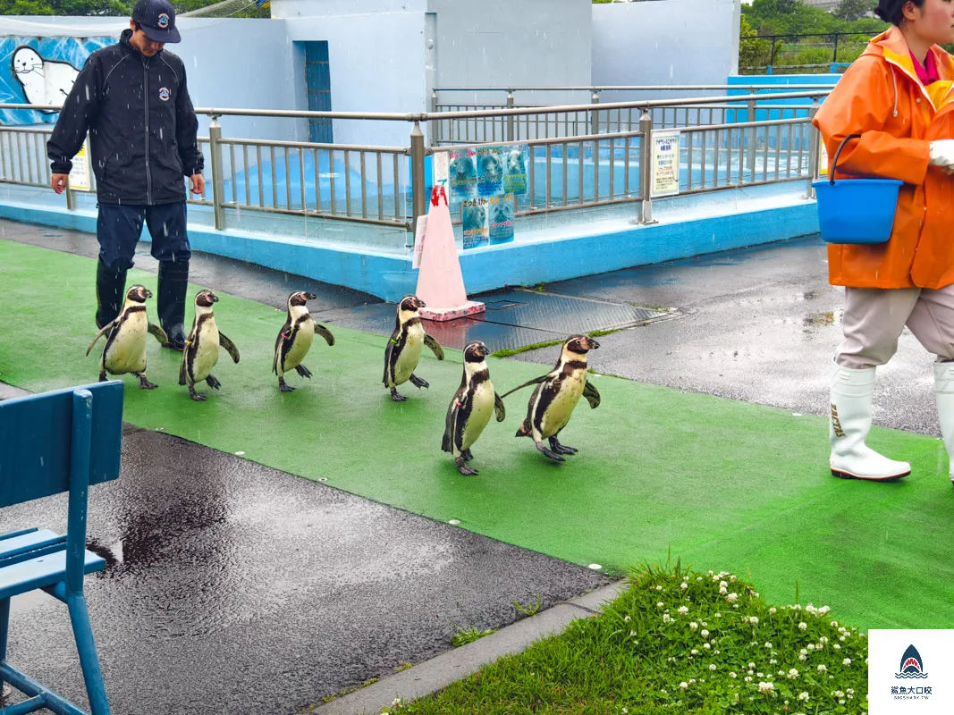 室蘭水族館,北海道水族館,室蘭水族館門票,室蘭水族館企鵝,室蘭水族館海豹 @鯊魚大口咬 室蘭水族館,北海道水族館,室蘭水族館門票,室蘭水族館企鵝,室蘭水族館海豹 @鯊魚大口咬