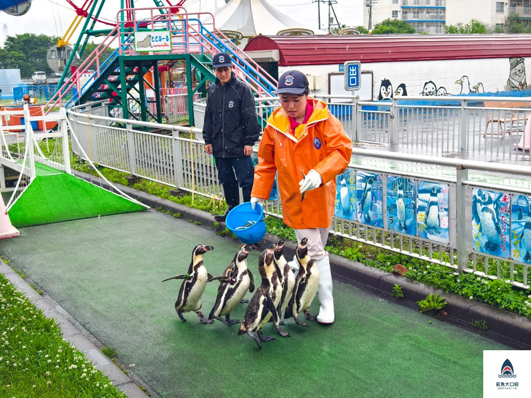 室蘭水族館,北海道水族館,室蘭水族館門票,室蘭水族館企鵝,室蘭水族館海豹 @鯊魚大口咬 室蘭水族館,北海道水族館,室蘭水族館門票,室蘭水族館企鵝,室蘭水族館海豹 @鯊魚大口咬