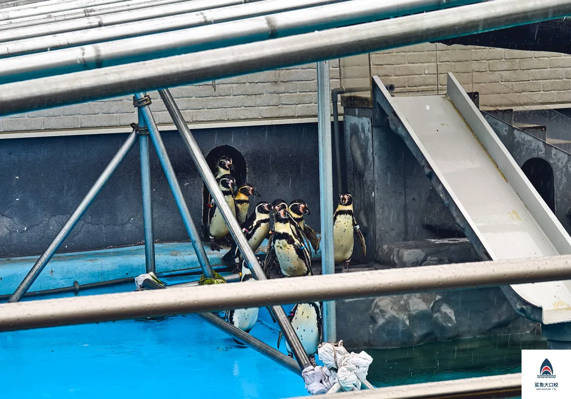 室蘭水族館,北海道水族館,室蘭水族館門票,室蘭水族館企鵝,室蘭水族館海豹 @鯊魚大口咬