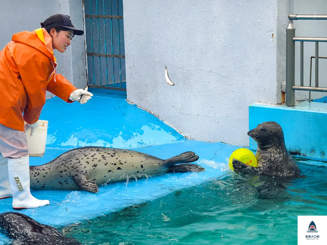 室蘭水族館,北海道水族館,室蘭水族館門票,室蘭水族館企鵝,室蘭水族館海豹 @鯊魚大口咬 室蘭水族館,北海道水族館,室蘭水族館門票,室蘭水族館企鵝,室蘭水族館海豹 @鯊魚大口咬