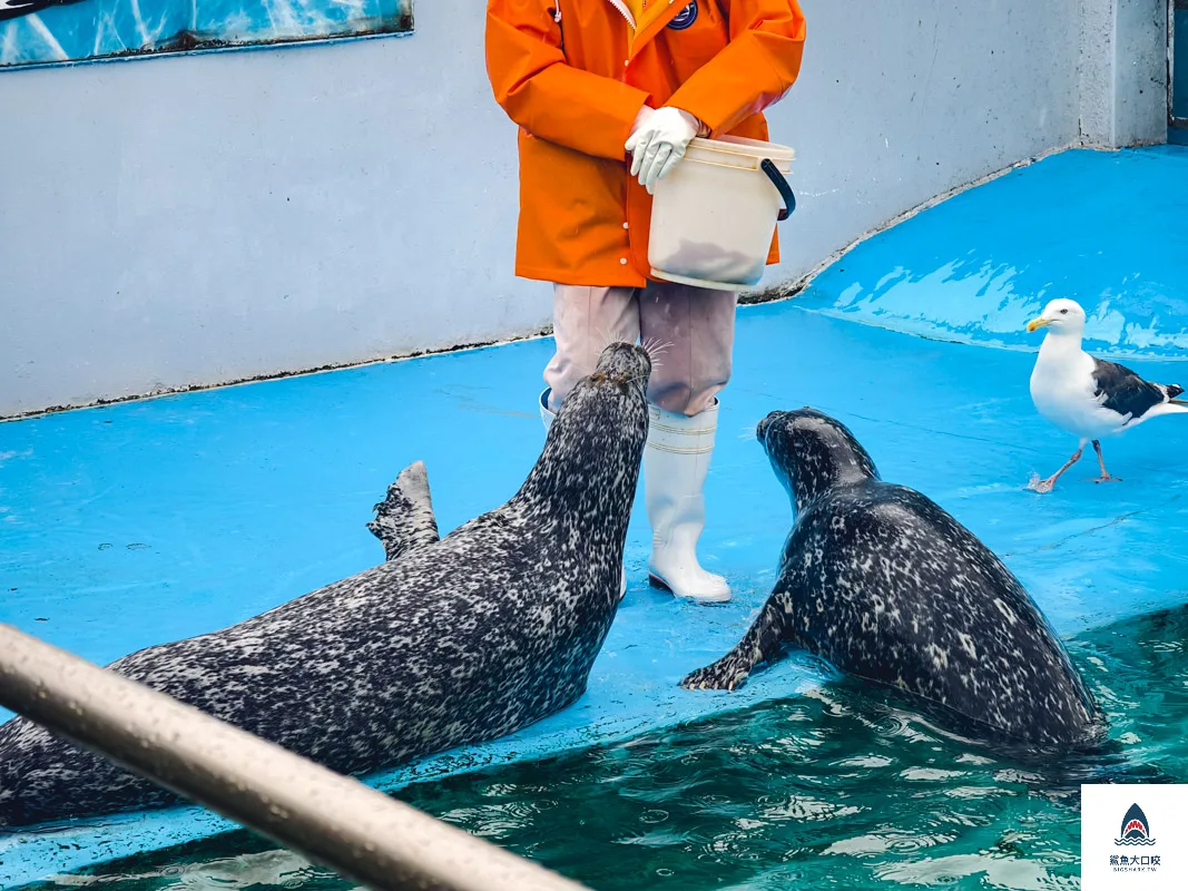 室蘭水族館,北海道水族館,室蘭水族館門票,室蘭水族館企鵝,室蘭水族館海豹 @鯊魚大口咬 室蘭水族館,北海道水族館,室蘭水族館門票,室蘭水族館企鵝,室蘭水族館海豹 @鯊魚大口咬
