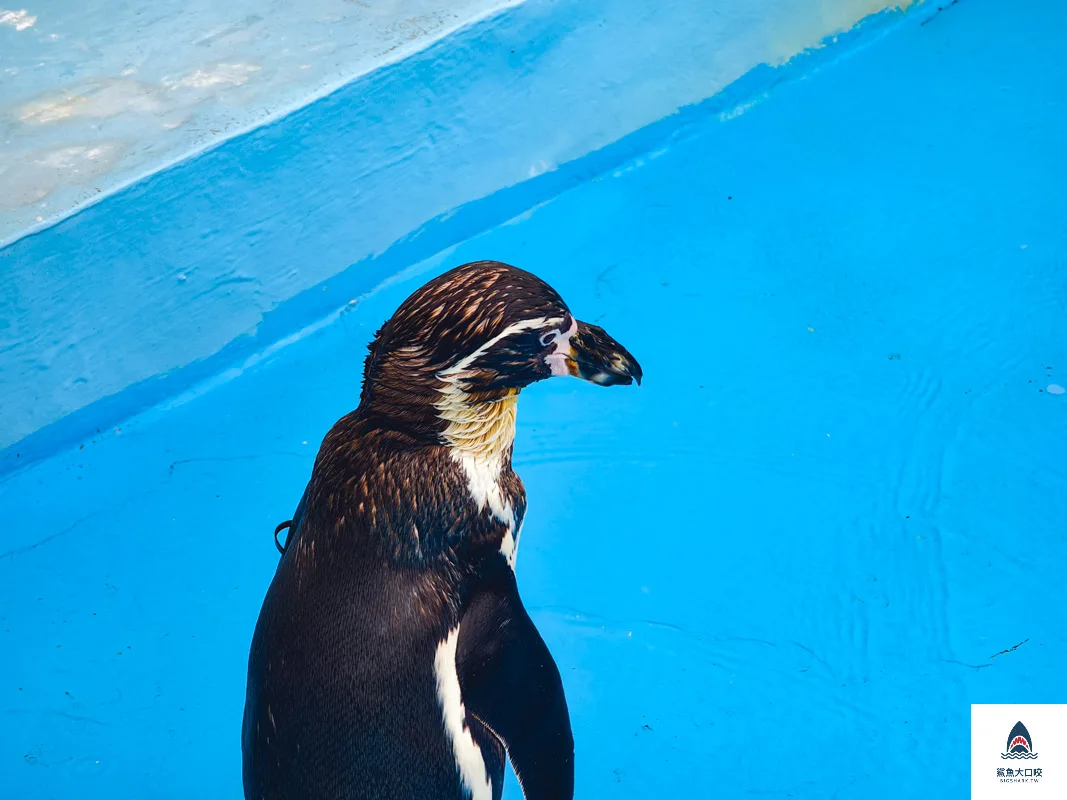 室蘭水族館,北海道水族館,室蘭水族館門票,室蘭水族館企鵝,室蘭水族館海豹 @鯊魚大口咬 室蘭水族館,北海道水族館,室蘭水族館門票,室蘭水族館企鵝,室蘭水族館海豹 @鯊魚大口咬