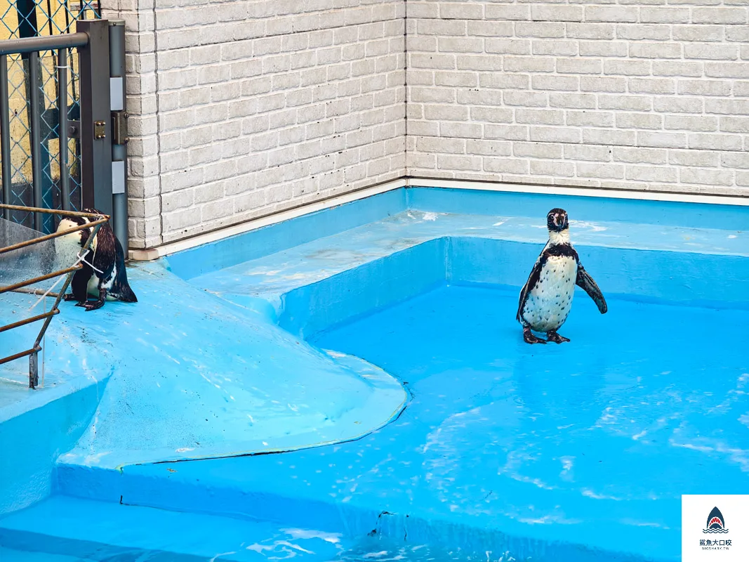 室蘭水族館,北海道水族館,室蘭水族館門票,室蘭水族館企鵝,室蘭水族館海豹 @鯊魚大口咬
