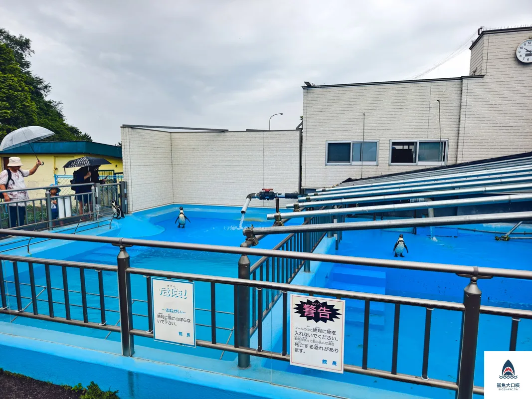 室蘭水族館,北海道水族館,室蘭水族館門票,室蘭水族館企鵝,室蘭水族館海豹 @鯊魚大口咬