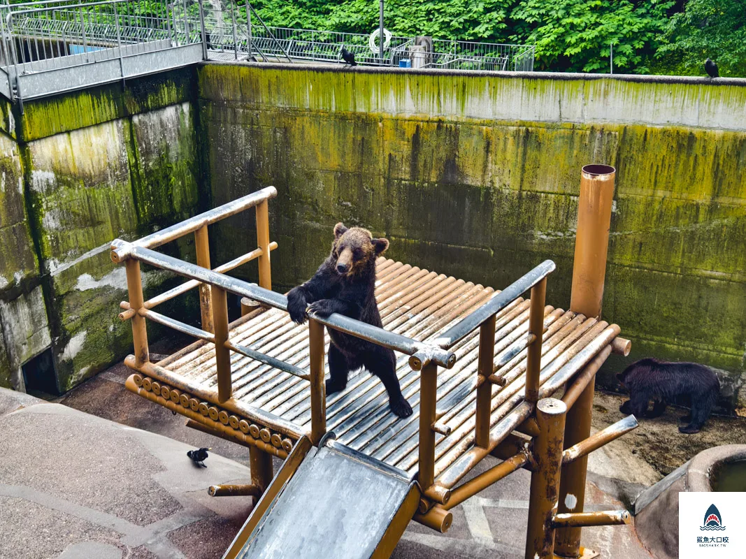 昭和新山熊牧場門票,昭和新山熊牧場營業時間,昭和新山熊牧場在哪裡,昭和新山熊牧場 @鯊魚大口咬