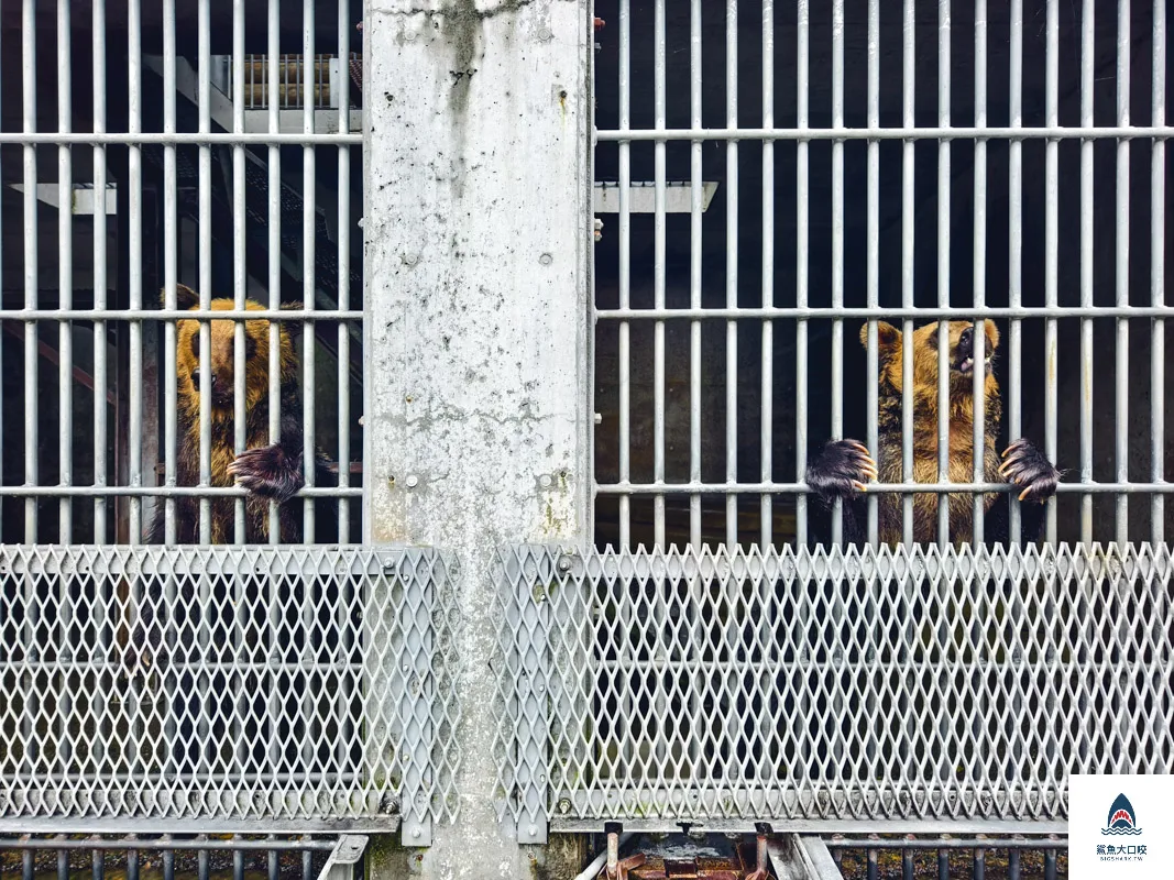 昭和新山熊牧場門票,昭和新山熊牧場營業時間,昭和新山熊牧場在哪裡,昭和新山熊牧場 @鯊魚大口咬