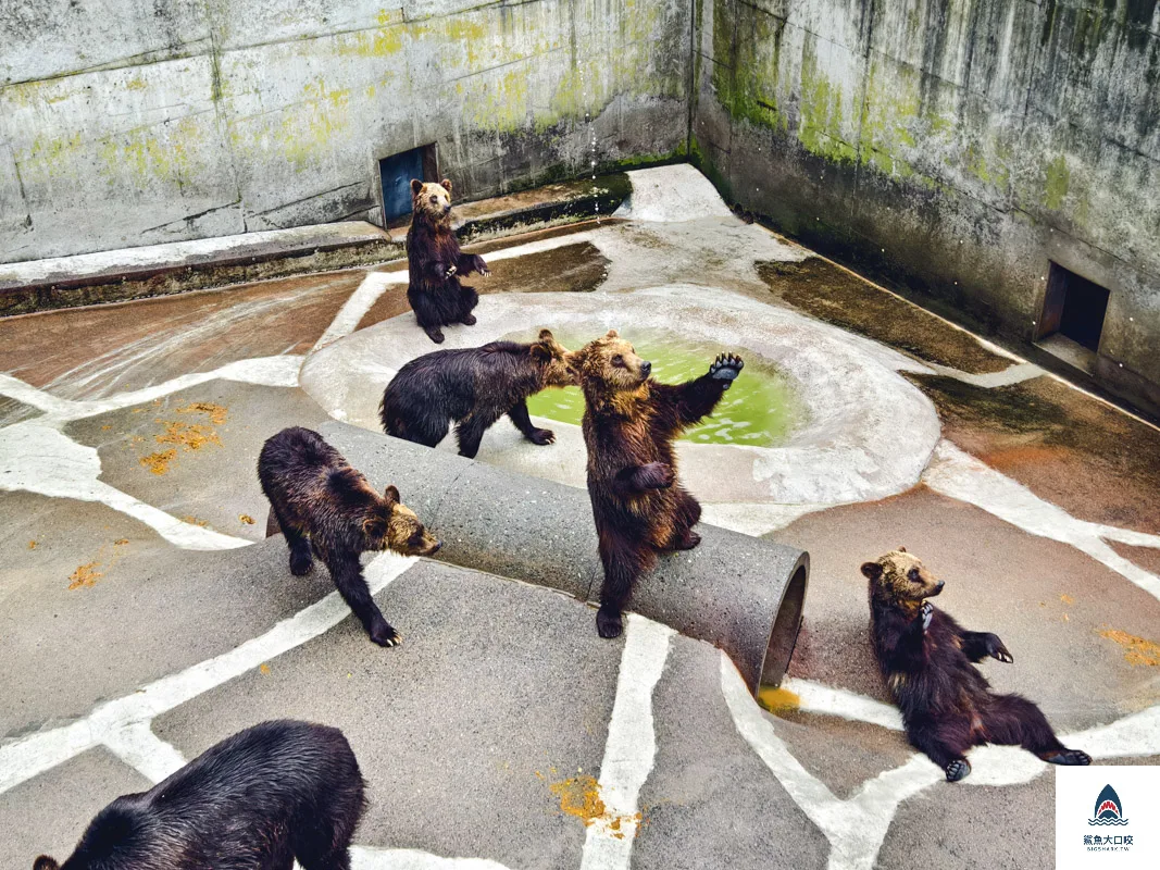 昭和新山熊牧場門票,昭和新山熊牧場營業時間,昭和新山熊牧場在哪裡,昭和新山熊牧場 @鯊魚大口咬