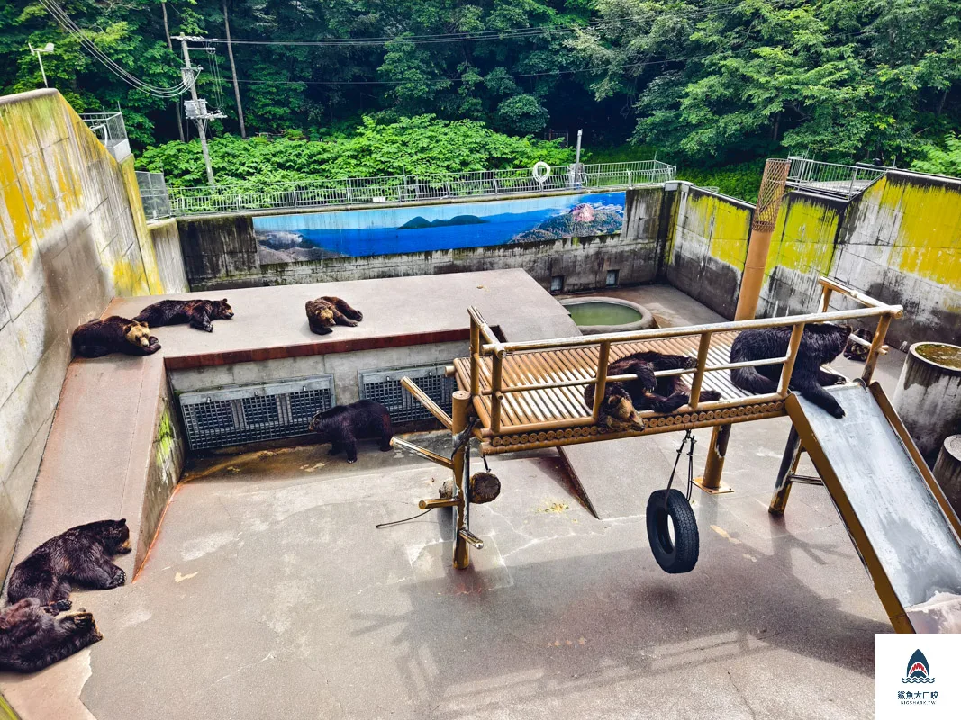 昭和新山熊牧場門票,昭和新山熊牧場營業時間,昭和新山熊牧場在哪裡,昭和新山熊牧場 @鯊魚大口咬