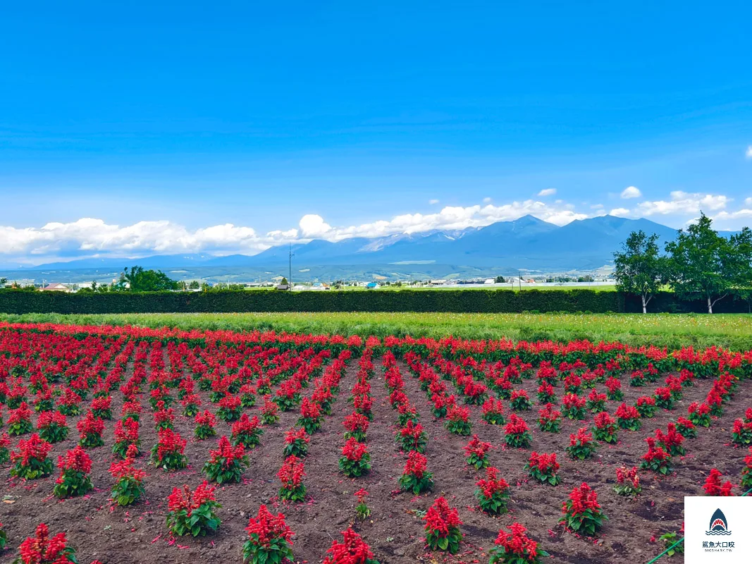 富田哈密瓜農場,富良野富田農場,富田農場,北海道富田農場 @鯊魚大口咬