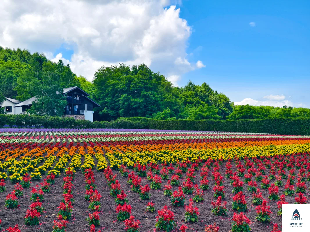 富田哈密瓜農場,富良野富田農場,富田農場,北海道富田農場 @鯊魚大口咬