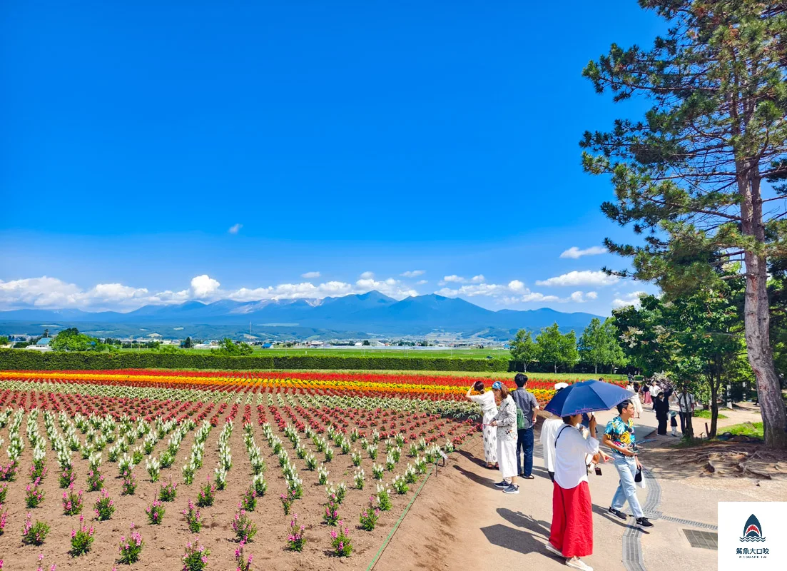 富田哈密瓜農場,富良野富田農場,富田農場,北海道富田農場 @鯊魚大口咬