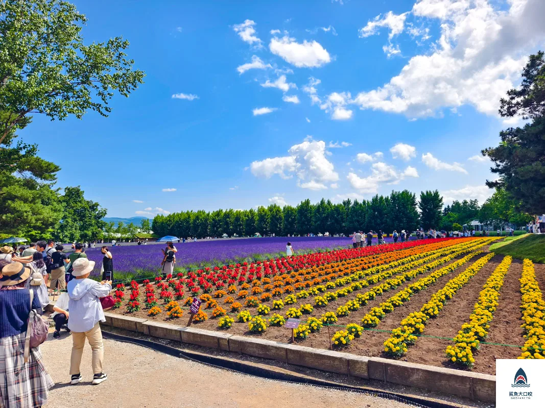 富田哈密瓜農場,富良野富田農場,富田農場,北海道富田農場 @鯊魚大口咬