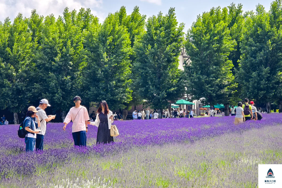 富田哈密瓜農場,富良野富田農場,富田農場,北海道富田農場 @鯊魚大口咬 富田哈密瓜農場,富良野富田農場,富田農場,北海道富田農場 @鯊魚大口咬