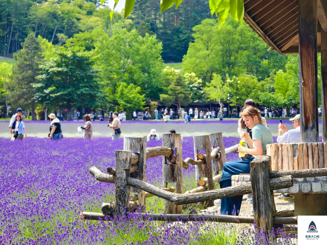 富田哈密瓜農場,富良野富田農場,富田農場,北海道富田農場 @鯊魚大口咬 富田哈密瓜農場,富良野富田農場,富田農場,北海道富田農場 @鯊魚大口咬