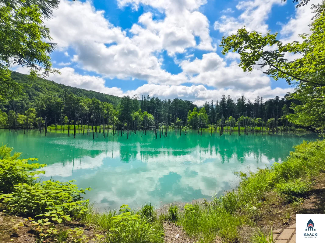 北海道景點,白金青池,美瑛青池,美瑛景點,北海道景點推薦,青池最佳時間,青池點燈,白金青池交通 @鯊魚大口咬 北海道景點,白金青池,美瑛青池,美瑛景點,北海道景點推薦,青池最佳時間,青池點燈,白金青池交通 @鯊魚大口咬