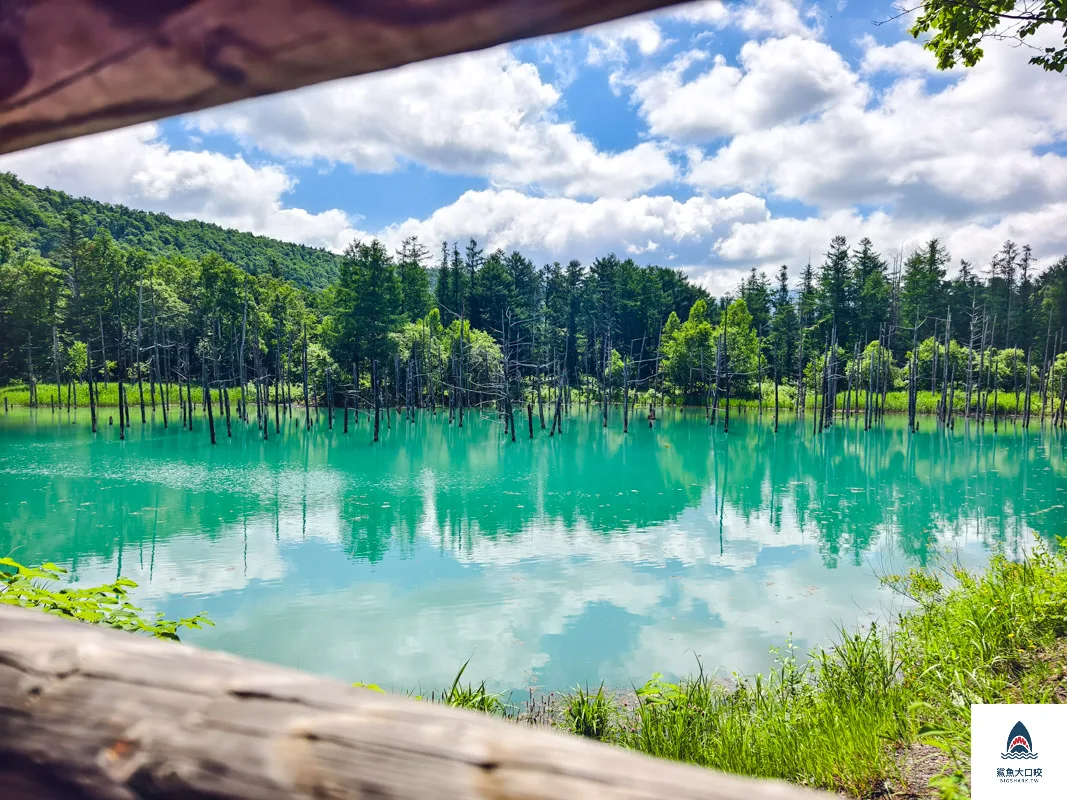 北海道景點,白金青池,美瑛青池,美瑛景點,北海道景點推薦,青池最佳時間,青池點燈,白金青池交通 @鯊魚大口咬