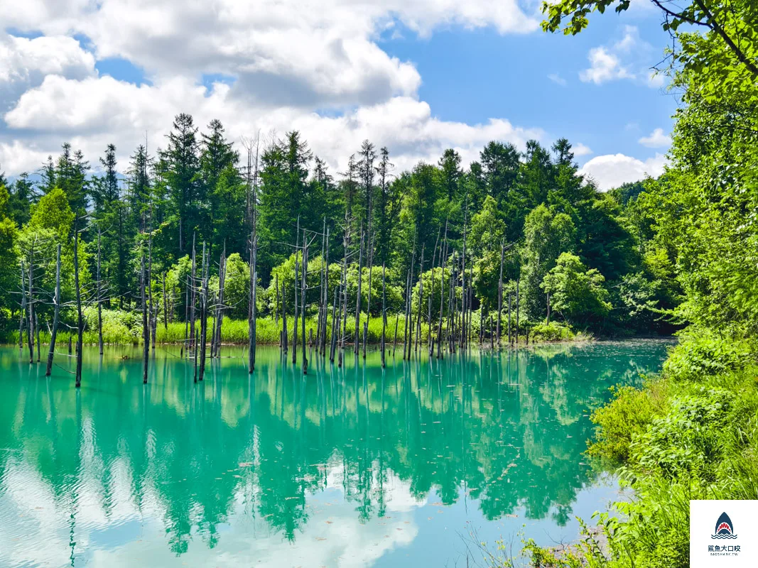 北海道景點,白金青池,美瑛青池,美瑛景點,北海道景點推薦,青池最佳時間,青池點燈,白金青池交通 @鯊魚大口咬 北海道景點,白金青池,美瑛青池,美瑛景點,北海道景點推薦,青池最佳時間,青池點燈,白金青池交通 @鯊魚大口咬