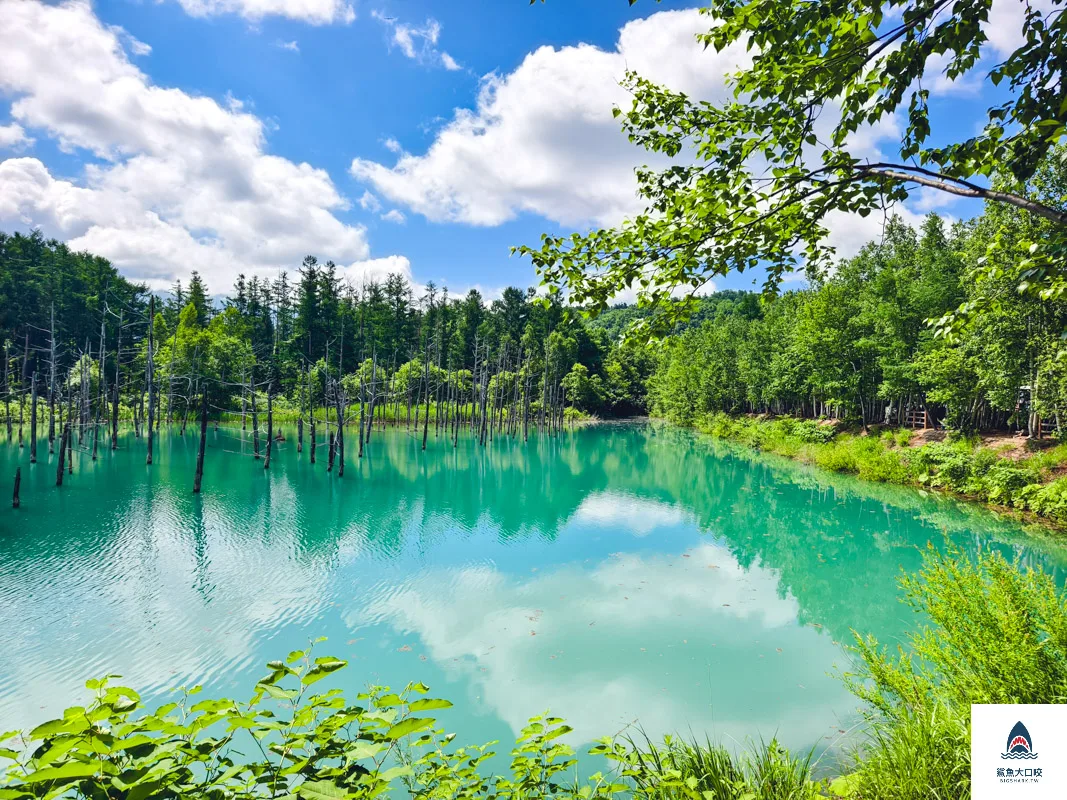 北海道景點,白金青池,美瑛青池,美瑛景點,北海道景點推薦,青池最佳時間,青池點燈,白金青池交通 @鯊魚大口咬
