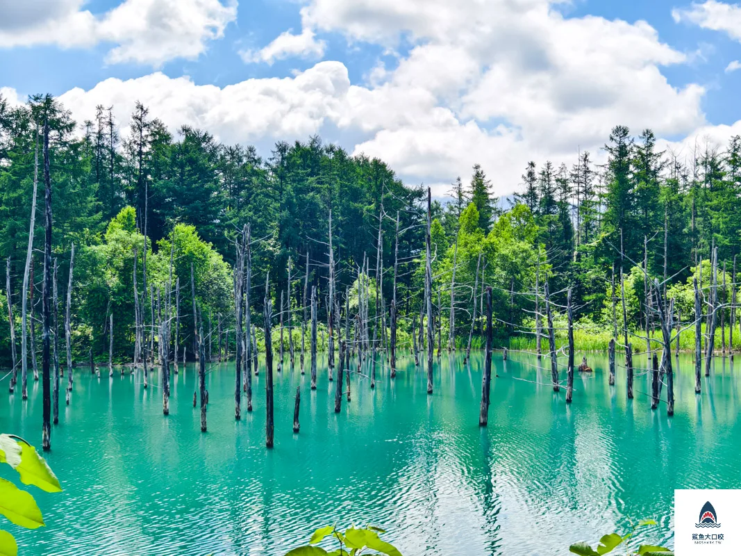 北海道景點,白金青池,美瑛青池,美瑛景點,北海道景點推薦,青池最佳時間,青池點燈,白金青池交通 @鯊魚大口咬