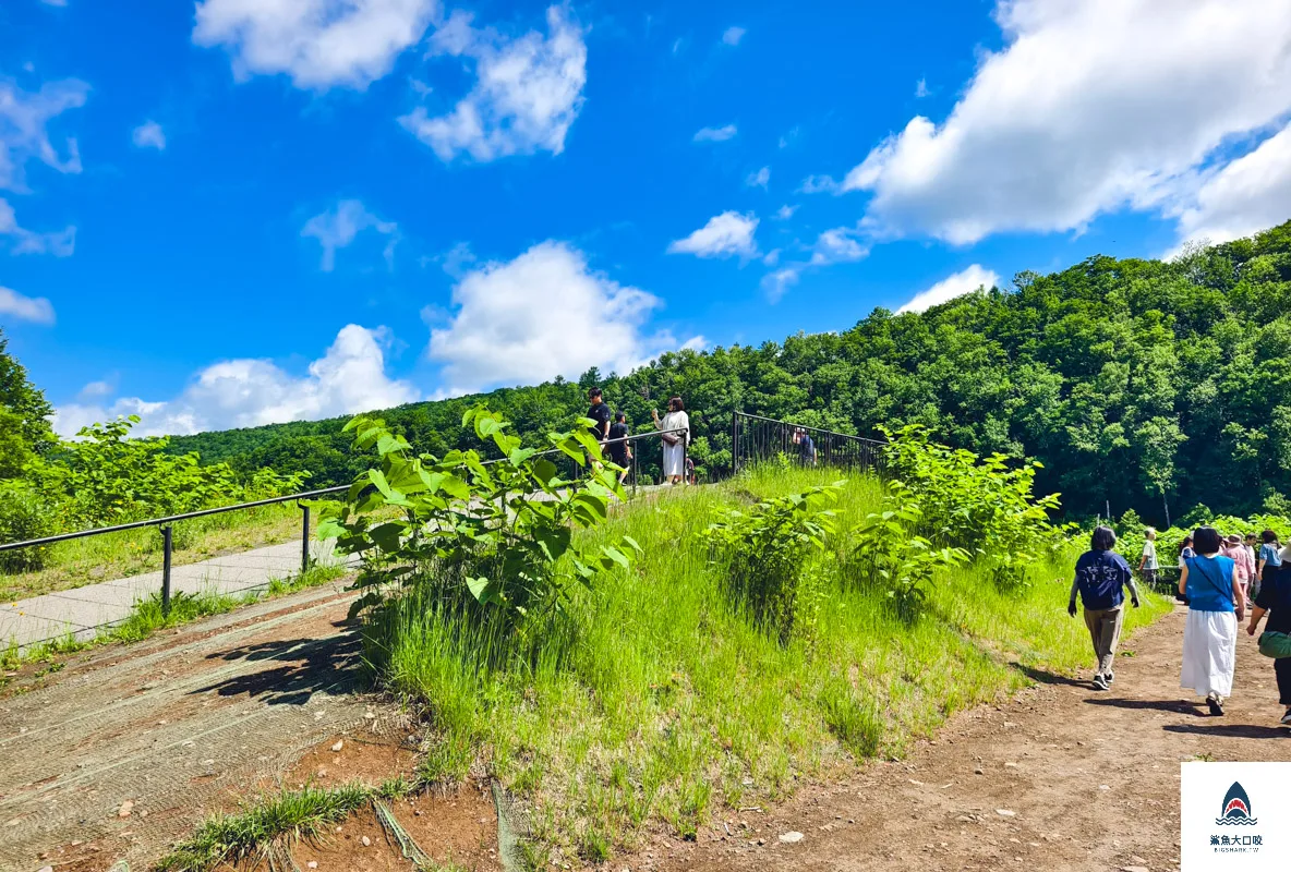 北海道景點,白金青池,美瑛青池,美瑛景點,北海道景點推薦,青池最佳時間,青池點燈,白金青池交通 @鯊魚大口咬