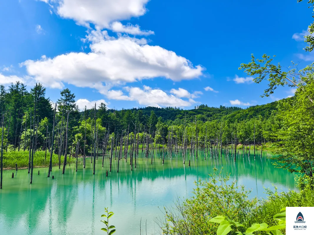 北海道景點,白金青池,美瑛青池,美瑛景點,北海道景點推薦,青池最佳時間,青池點燈,白金青池交通 @鯊魚大口咬