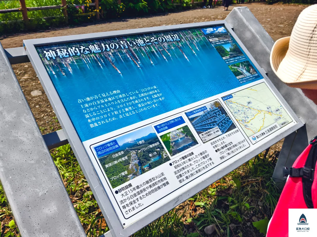 北海道景點,白金青池,美瑛青池,美瑛景點,北海道景點推薦,青池最佳時間,青池點燈,白金青池交通 @鯊魚大口咬