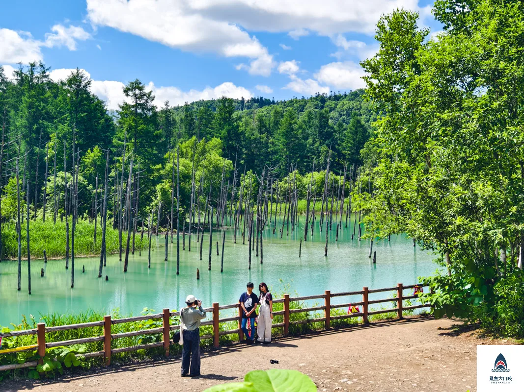北海道景點,白金青池,美瑛青池,美瑛景點,北海道景點推薦,青池最佳時間,青池點燈,白金青池交通 @鯊魚大口咬 北海道景點,白金青池,美瑛青池,美瑛景點,北海道景點推薦,青池最佳時間,青池點燈,白金青池交通 @鯊魚大口咬