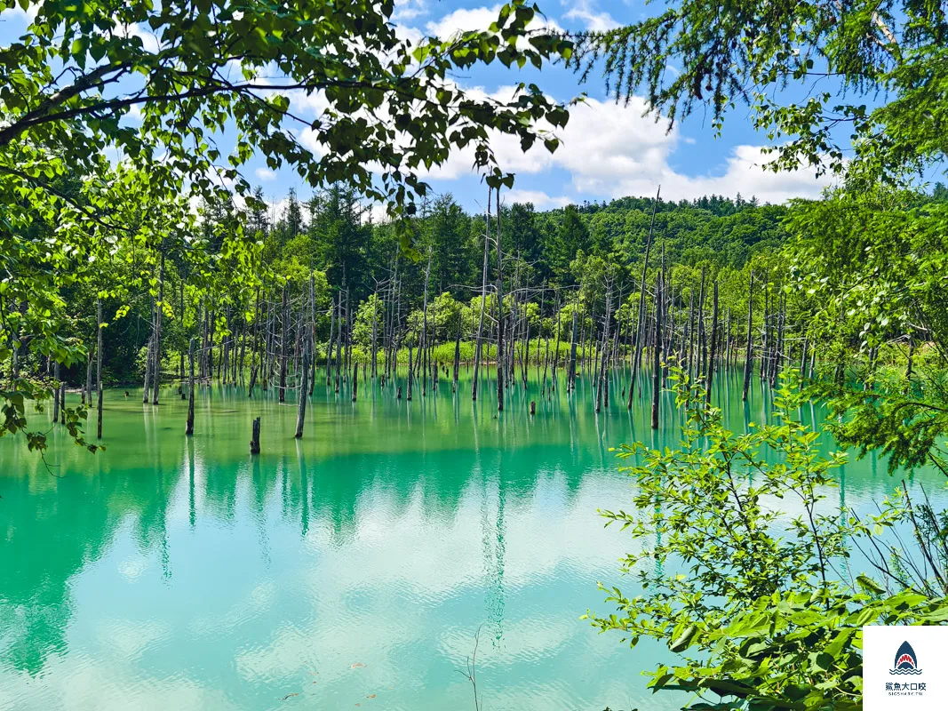 北海道景點,白金青池,美瑛青池,美瑛景點,北海道景點推薦,青池最佳時間,青池點燈,白金青池交通 @鯊魚大口咬