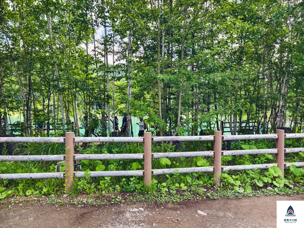 北海道景點,白金青池,美瑛青池,美瑛景點,北海道景點推薦,青池最佳時間,青池點燈,白金青池交通 @鯊魚大口咬