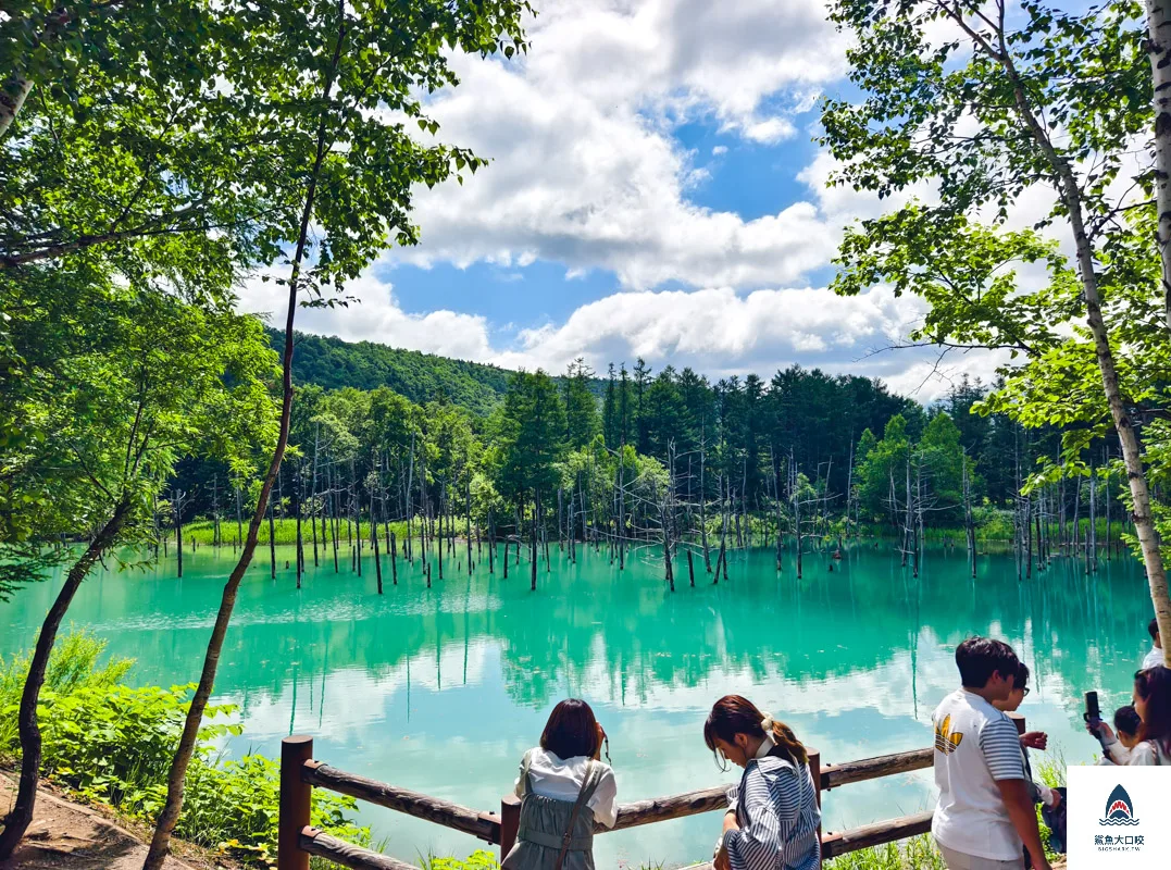 北海道景點,白金青池,美瑛青池,美瑛景點,北海道景點推薦,青池最佳時間,青池點燈,白金青池交通 @鯊魚大口咬 北海道景點,白金青池,美瑛青池,美瑛景點,北海道景點推薦,青池最佳時間,青池點燈,白金青池交通 @鯊魚大口咬